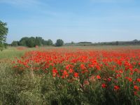 Campo de amapolas