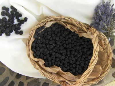 moras silvestres, recogidas en el campo.