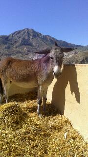 rosalia posando