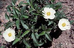 250px-Cistus_laurifolius2LEST.jpg