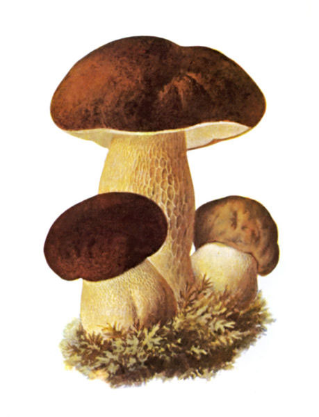 Boletus edulis