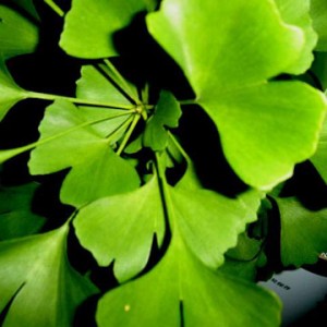 Ginkgo-biloba-300x300.jpg