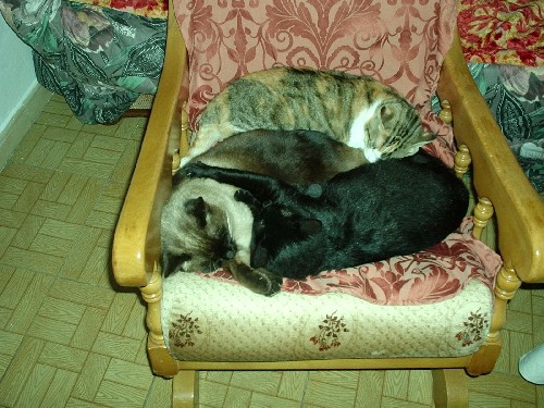 Estos son Bembi- Night y Daisy