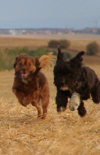 Correteando por los campos