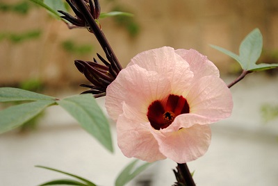 esta es la que conozco como flor de jamaica realmente muy parecidas