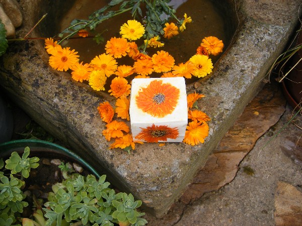 calendula