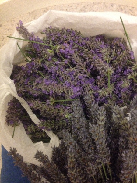 Lavanda.jpg