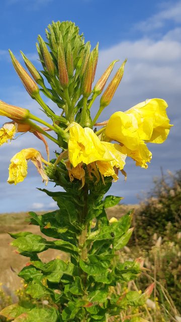 Oenothera sp..jpg