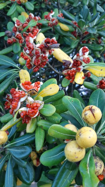 Pittosporum tobira2.jpg