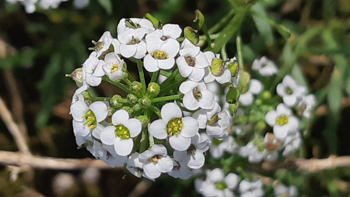 Lobularia maritima3.jpg