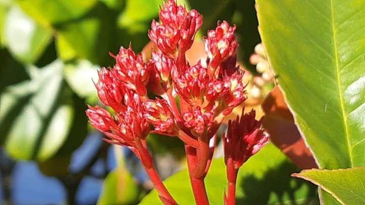 Photinia.jpg