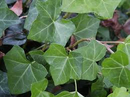 Hedera helix.jpg