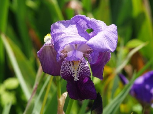 Iris pirenaica.jpg