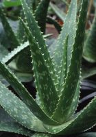 aloe_ferox_140_200.jpg
