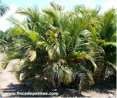 palmera multiple 1.jpg